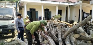 UBND huyện Lang Chánh đã có văn bản báo cáo về tình trạng khai thác rừng trái phép trên địa bàn xã Yên Thắng, huyện Lang Chánh. Qua điều tra, xác minh có hàng trăm cây gỗ rừng thuộc nhóm VII – VIII đã bị khai thác trái phép.