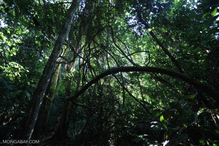 Bảo tồn rừng nhiệt đới: Rừng nhiệt đới là một trong những hệ sinh thái quan trọng nhất của Trái đất. Tuy nhiên, chúng đang dần bị tàn phá và mất đi. Hãy cùng chúng tôi bảo tồn và bảo vệ rừng nhiệt đới, để con cháu chúng ta có thể tiếp tục tận hưởng những giá trị vô giá mà chúng ta đang có.
