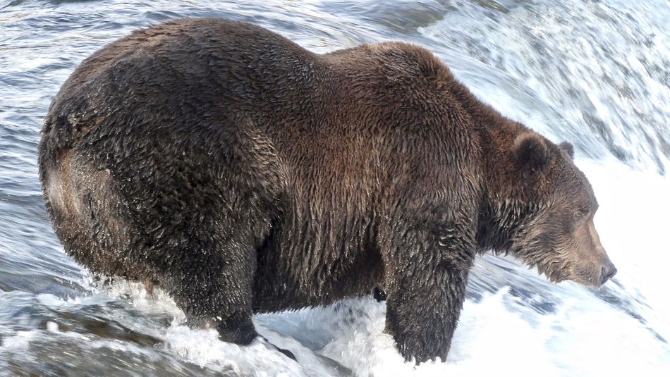 Chú gấu 151 đang săn cá hồi trên sông Brooks. Ảnh: NPS.