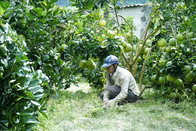 Nhiều hộ dân đã chuyển đổi diện tích trồng cây kém hiệu quả sang trồng cây ăn quả có giá trị kinh tế cao.
