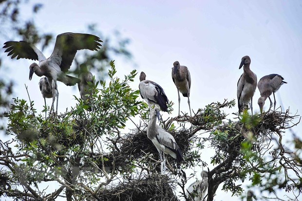 Vườn Quốc gia Tràm Chim ở huyện Tam Nông (Đồng Tháp) là khu Ramsar thứ 2.000 của thế giới, là một trong 8 khu vực bảo tồn các loài chim quan trọng nhất của Việt Nam với hơn 100 loài động vật có xương sống, 40 loài cá và 147 loài chim nước. (Ảnh: Minh Đức/TTXVN)