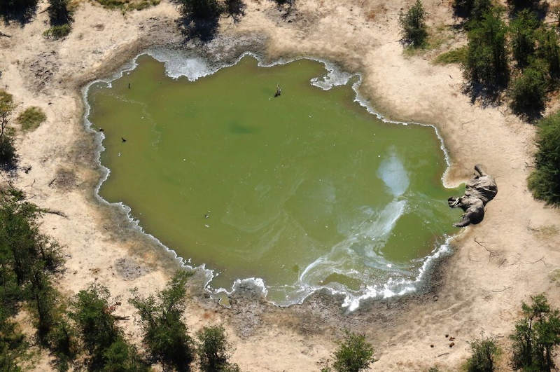 Giới chức động vật hoang dã Botswana cho rằng tảo độc ở các vũng nước mưa tại đồng bằng Okavango là nguyên nhân gây ra cái chết bí ẩn cho hàng trăm cá thể voi những tháng gần đây. (Ảnh: AFP/Getty)