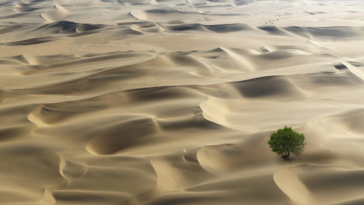 Sa mạc tại châu Phi có nhiều cây xanh hơn chúng ta nghĩ. Ảnh: RT