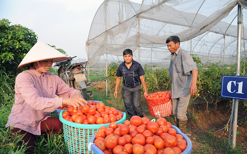 Nông dân phát triển HTX, rau quả sạch Chúc Sơn, huyện Chương Mỹ (Hà Nội) thu hoạch cà chua.