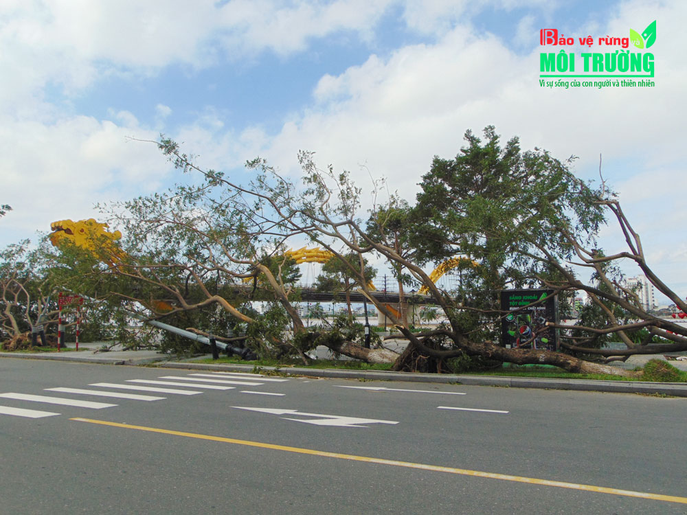 Cây xanh ngã đổ hàng loạt trên tuyến đường Trần Hưng Đạo, thành phố Đà Nẵng.