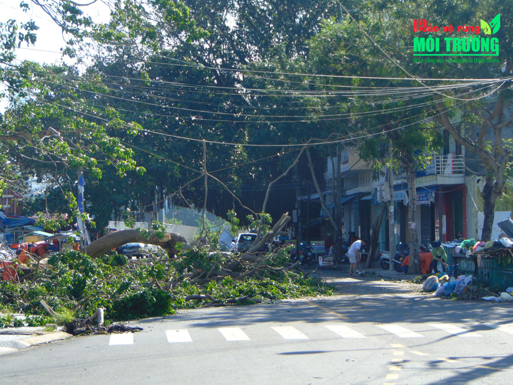 Cây ngã đổ trên tuyến đường Phan Hành Sơn, Đà Nẵng, kéo theo dây điện đứt, sà xuống đường; Đội ngũ công nhân công ty cây xanh đang tích cực dọn dẹp, cắt tỉa các cây xanh bị bật gốc.