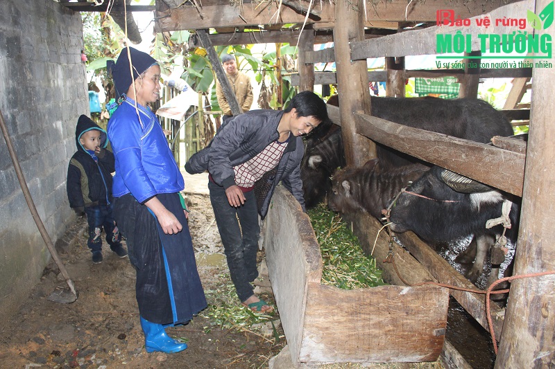 Mô hình nuôi trâu vỗ béo của người dân xã Thàng Tín, huyện Hoàng Su Phì.