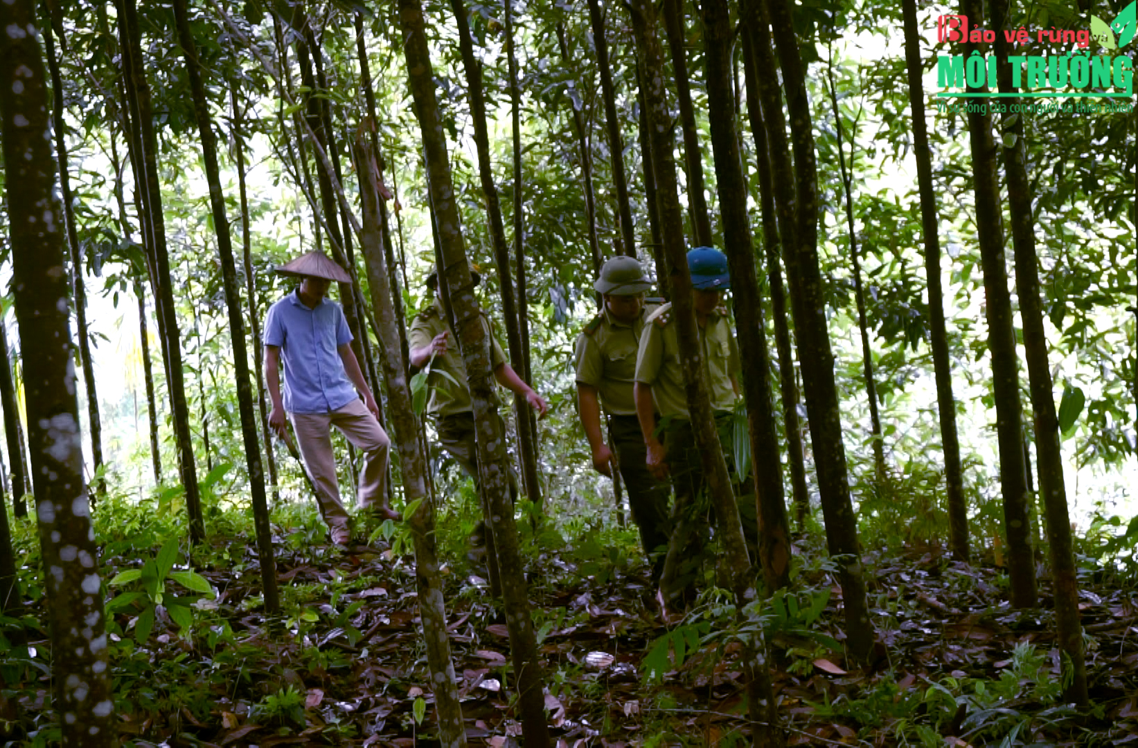 Lực lượng kiểm lâm tỉnh Thái Nguyên đi kiểm tra rừng trồng mô hình cây Quế.