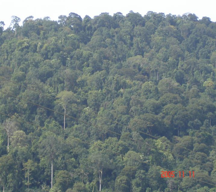 Rừng kín thường xanh mưa ẩm nhiệt đới tại Ngọc Vil. (Ảnh: Đơn vị cung cấp)