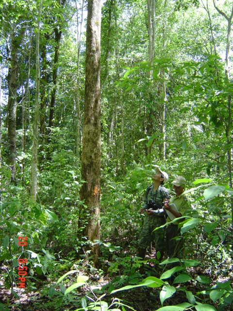 Rừng kín thường xanh mưa ẩm nhiệt đới bị tác động mạnh tại khu vực Chư Chok. (Ảnh: Đơn vị cung cấp)