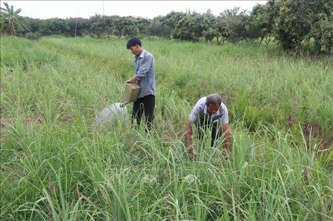 Huyện Tân Phú Đông ở nông thôn đã xây dựng được vùng trồng sả chuyên canh lớn nhất tỉnh Tiền Giang.