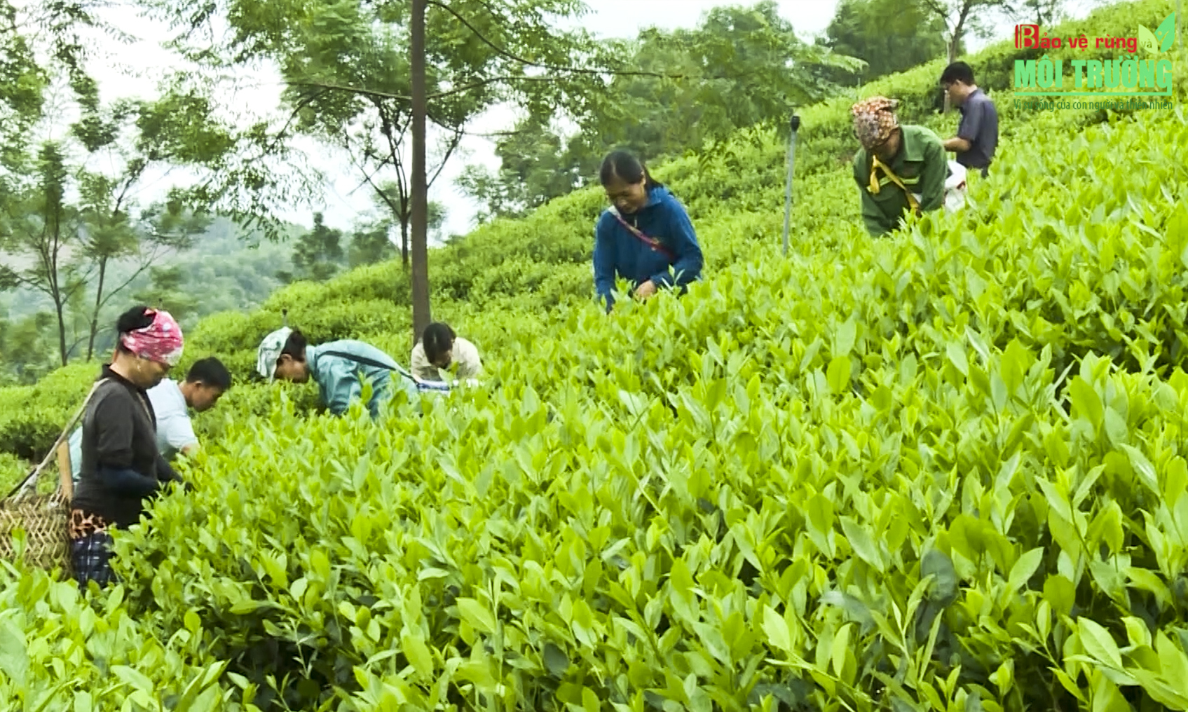 Phát triển kinh tế Lâm nghiệp từ cây Chè xanh xã Trung Yên, huyện Sơn Dương.