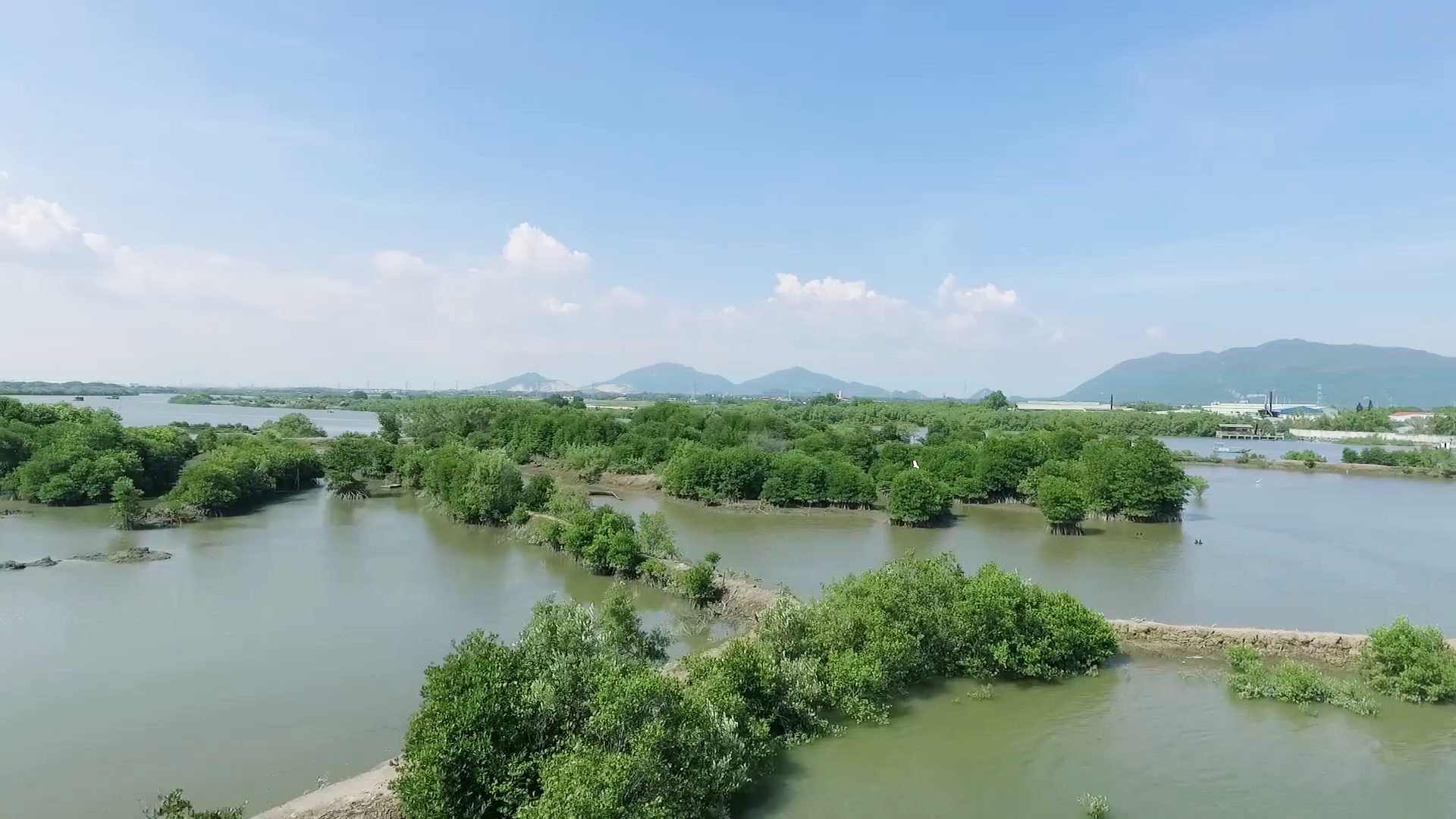Mảng xanh đang dần hình thành ở từ những hàng đước do Quỹ 1 triệu cây xanh cho Việt Nam và Vinamilk trồng tại ven sông Chà Và, tỉnh Bà Rịa Vũng Tàu.