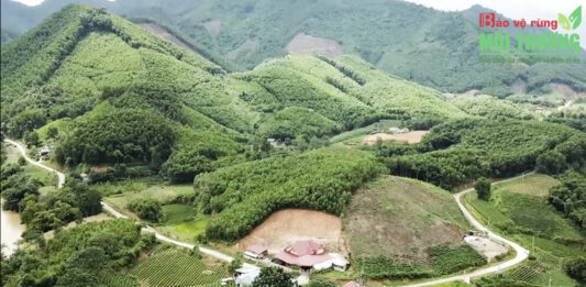 Phát triển kinh tế trồng rừng tại huyện Đồng Hỷ Thái Nguyên