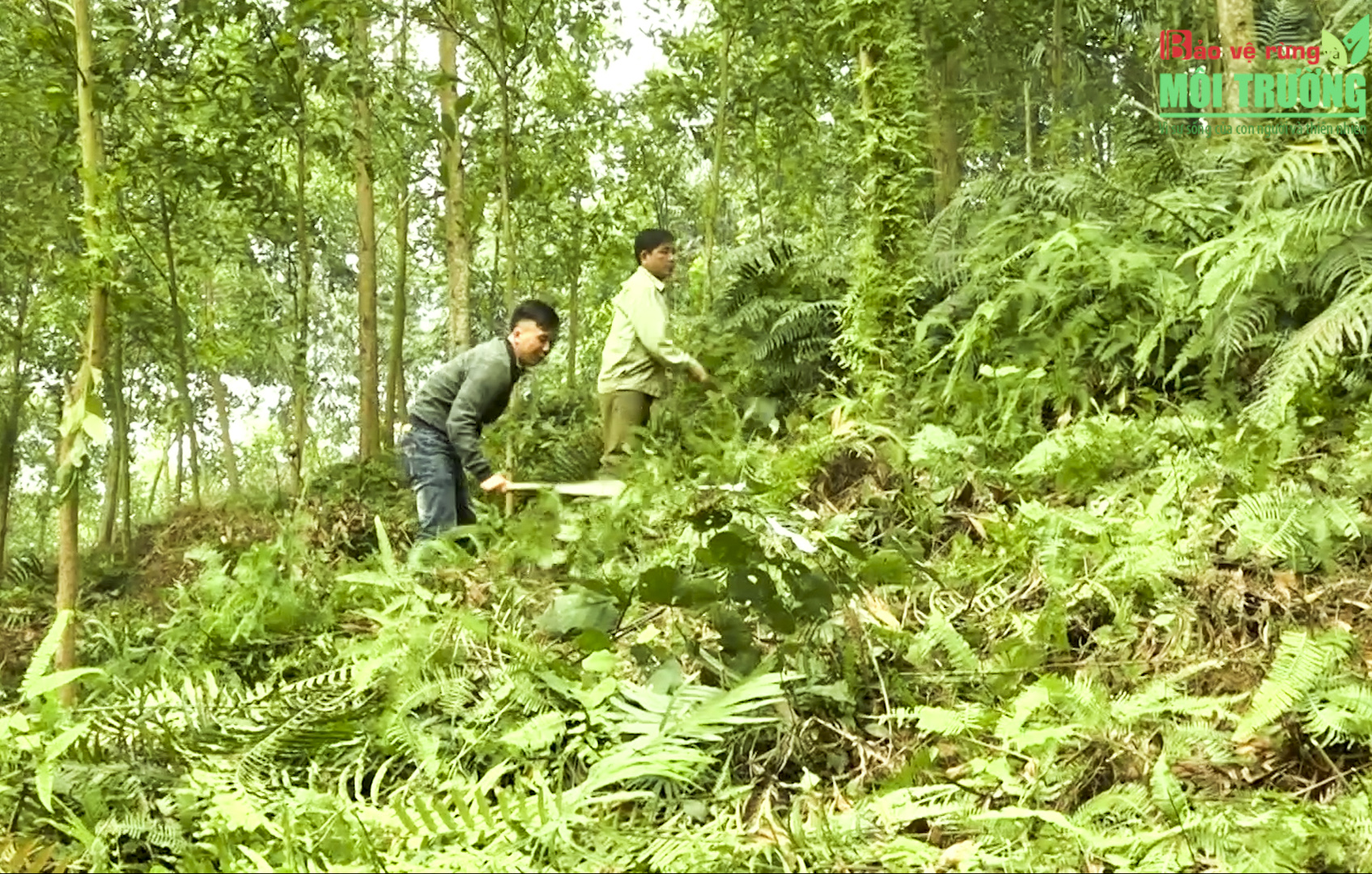 Mô hình trồng rừng tại xã Đại Phú, Sơn Dương.