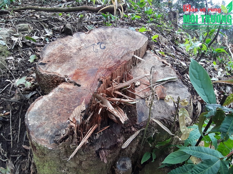 Một cây gỗ lớn ở rừng tự nhiên bị cưa đổ và đưa ra khỏi rừng.