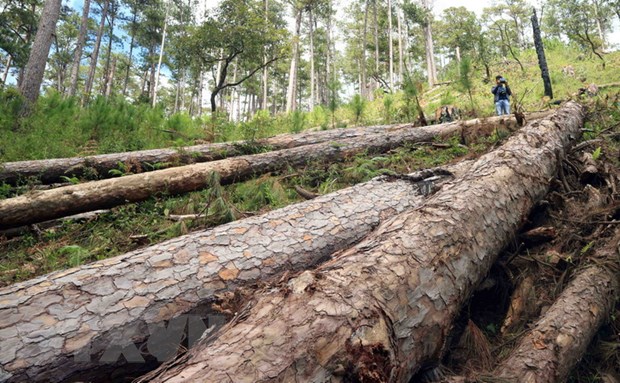 Tại hiện trường ước tính 100 cây thông cổ thụ ở rừng đã bị đốn hạ, nằm ngổn ngang.