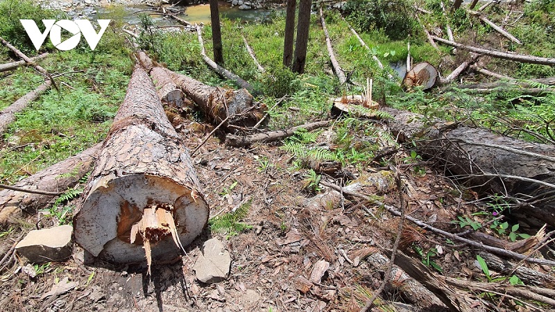 Hiện trường một vụ phá rừng có quy mô lớn vừa xảy ra tại huyện Lạc Dương, tỉnh Lâm Đồng