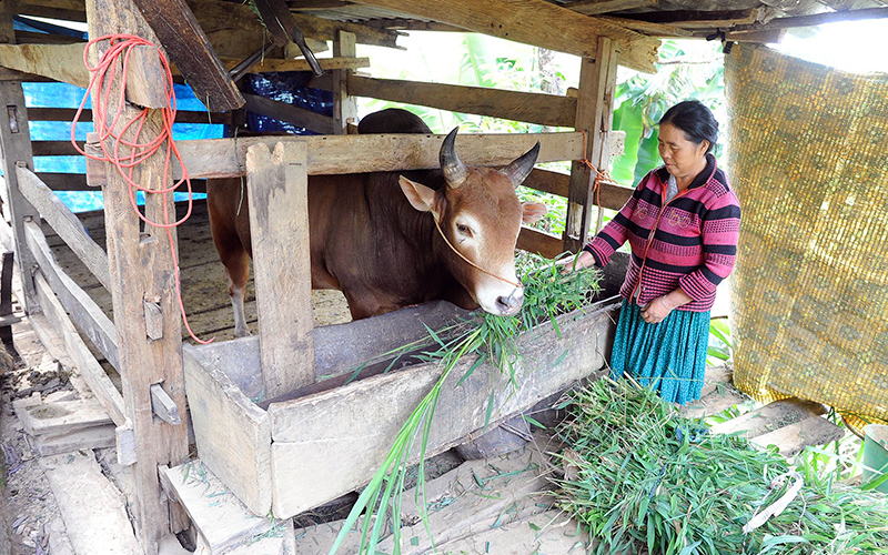 Người dân xã Cao Thượng, huyện Ba Bể (Bắc Kạn) dự trữ thức ăn, che chắn chuồng trại chống rét cho gia súc.