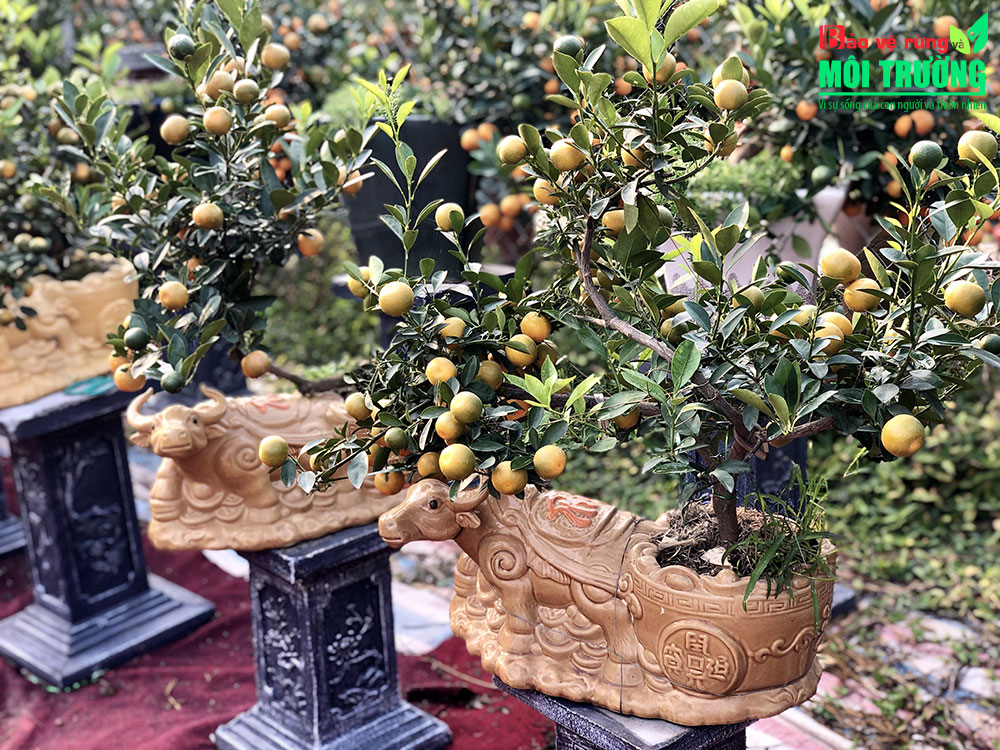 Sản phẩm "trâu vàng cõng quất bonsai" thu hút người mua.