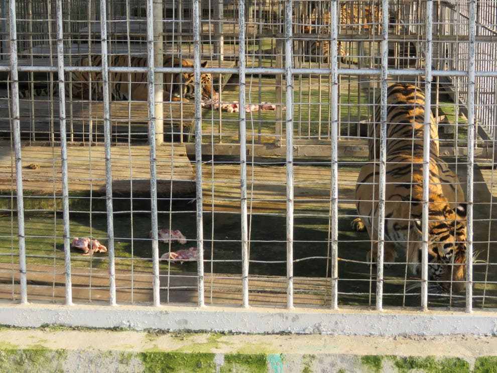 Hổ bị nuôi nhốt tại Lào. Ảnh: The Independent