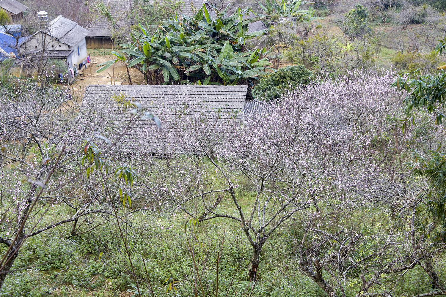 Một số vườn đào ở Hang Kia- Pà Cò đã nở rộ khi còn hơn 2 tháng nữa mới đến Tết.