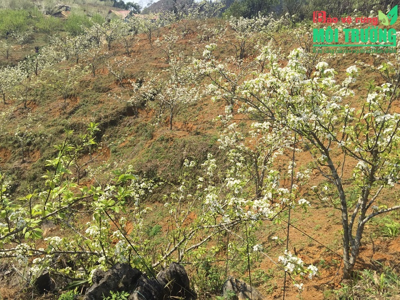 Vườn hoa lê đang kì nở rộ tại xã Lùng Thẩn, huyện Si Ma Cai, tỉnh Lào Cai.