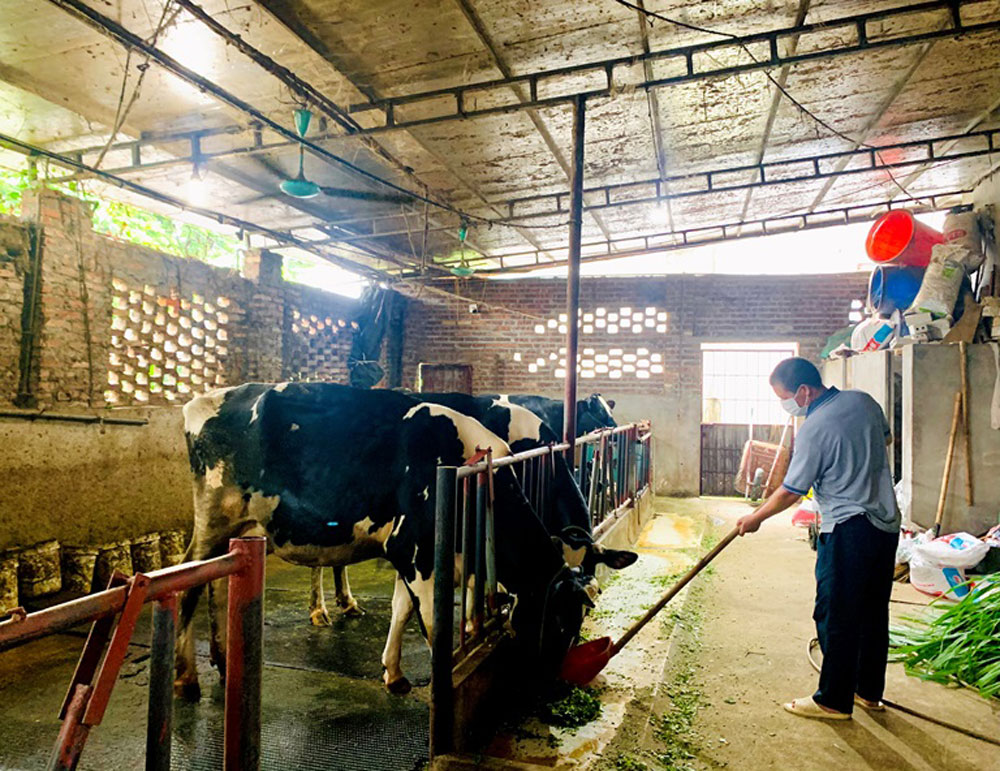 Vinamilk đầu tư nhiều trang trại bò sữa công nghệ cao