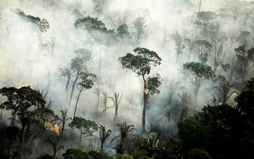 Nan giải vấn đề bảo tồn rừng Amazon - Tạp chí điện tử Bảo vệ Rừng và Môi trường