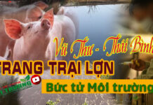 Và nguyên nhân khiến ô nhiễm môi trường bị bức tử được người dân và địa phương xác định rằng phần lớn bởi hậu quả được tác động từ việc xả thải của các trang trại lợn trên địa bàn huyện Vũ Thư tỉnh Thái Bình.