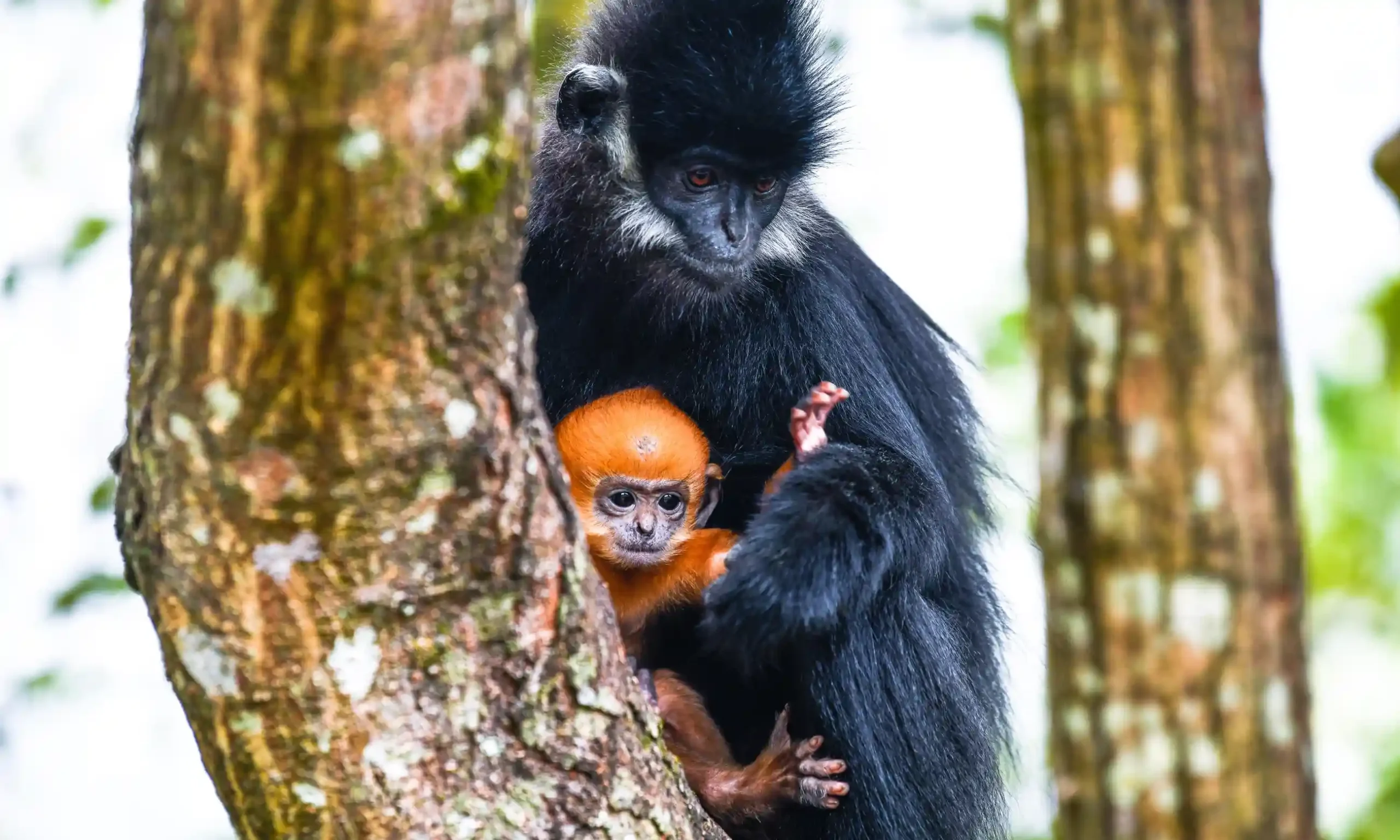 Những bức ảnh động vật hoang dã đẹp nhất trong tuần - Tạp chí điện tử Bảo  vệ Rừng và Môi trường