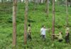 Là địa phương có tiềm năng phát triển kinh tế rừng, trong những năm gần đây tỉnh Cao Bằng tập trung chỉ đạo các ngành, địa phương đẩy mạnh hoạt động trồng rừng cũng như chăm sóc, bảo vệ rừng