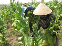 Hà Quảng là một trong những huyện trồng thuốc lá nhiều nhất tại tỉnh Cao Bằng. Nhờ có điều kiện khí hậu và lợi thế về nguồn nước, hai năm gần đây, cây thuốc lá đã và đang ngày càng góp phần cải thiện đời sống kinh tế của người dân.