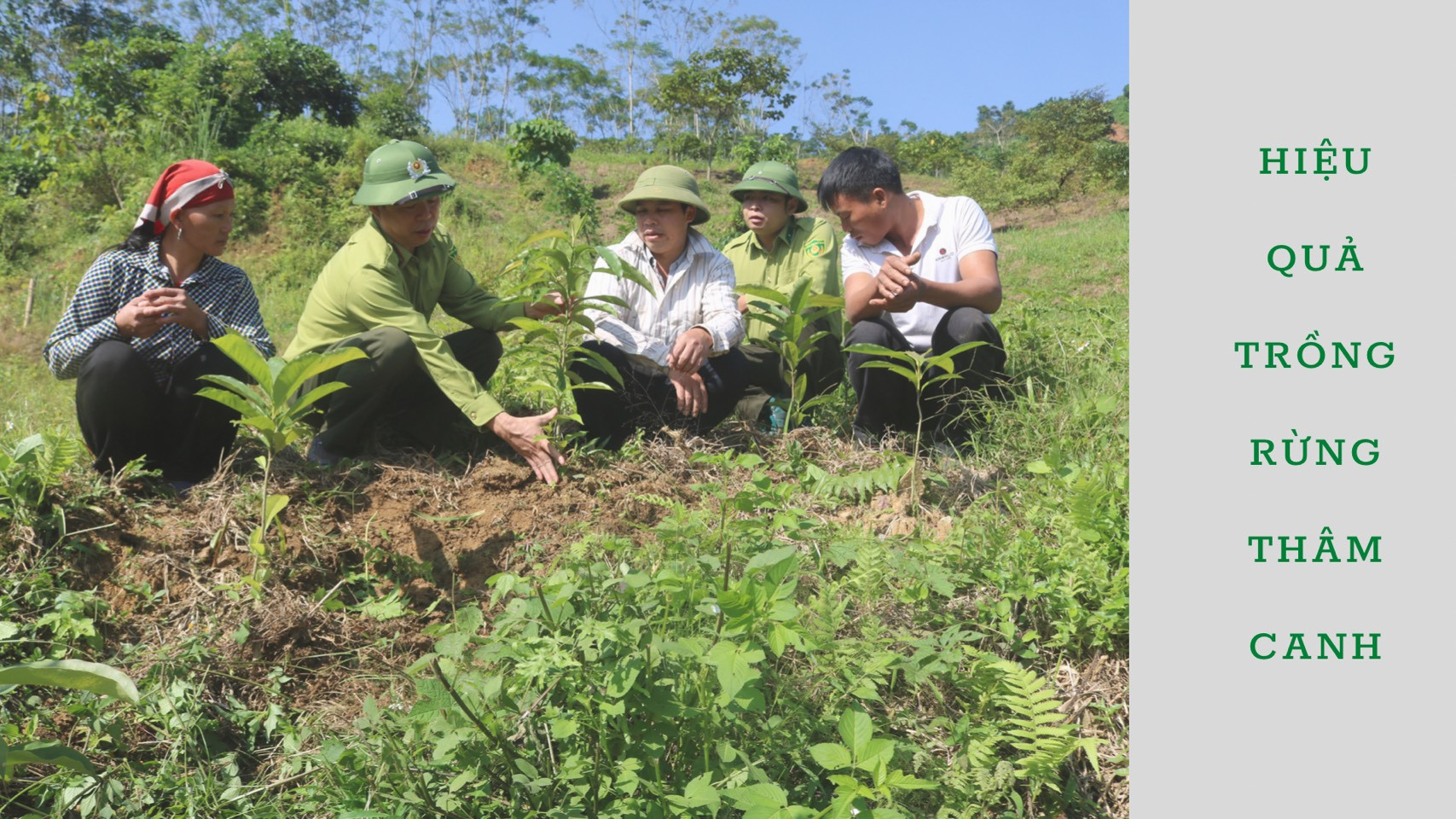 Lào Cai: Hiệu quả trồng rừng thâm canh - Tạp chí điện tử Bảo vệ ...