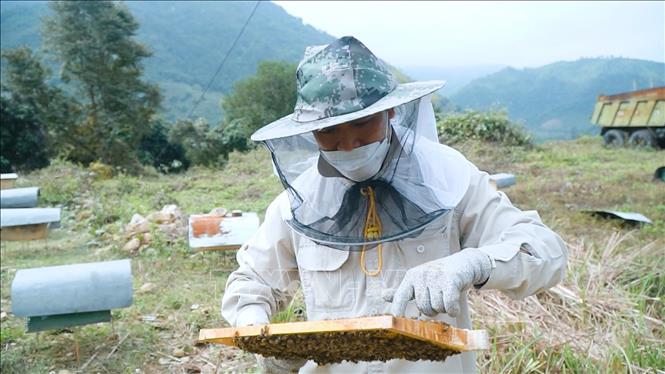 Khám phá với hơn 62 về mô hình nuôi ong lấy mật mới nhất  Tin học Đông Hòa