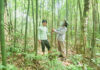 Một góc vườn quốc gia Hoàng Liên.